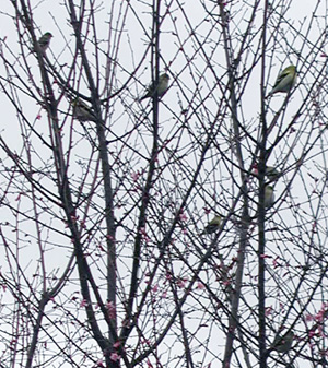Goldfinches in tree