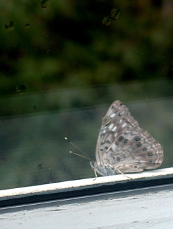 butterfly