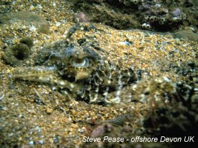 Amazing cuttlefish camoflage