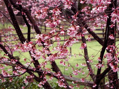 Tree with blossoms